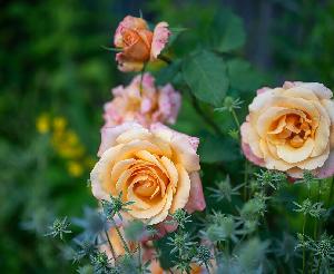 Karlsruhe: Gartenbauamt stellt Rosen in den Mittelpunkt